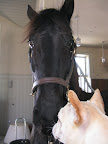 Meindert - just hit me up on my cell and I will be here faster then you can say, 'Neigh.'