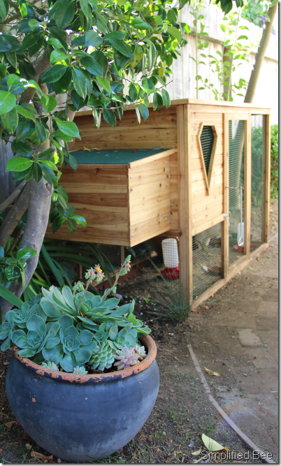 backyard chicken coop small