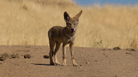 DSC02754.jpg
