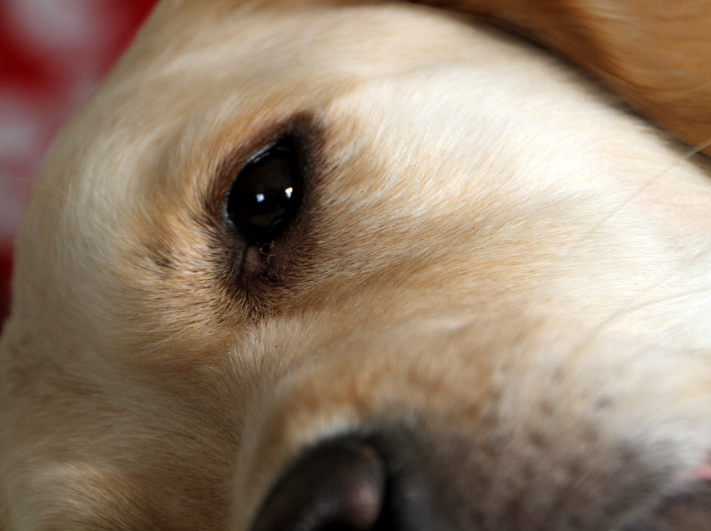 [IMG_0534%255B5%255D.jpg]