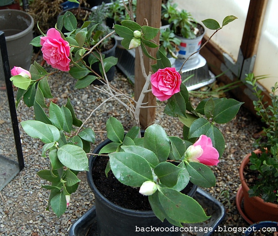[DSC_0016%255B4%255D.jpg]