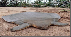 5. Cantor’s Giant soft-shelled Turtle (Pelochelys Cantorii) 5. Cantor’s Giant soft-shelled Turtle (Pelochelys Cantorii)