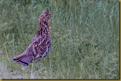 Ruffed Grouse