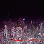nichols deer 391.JPG