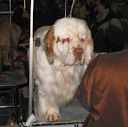 A sleepy looking Clumber Spaniel.