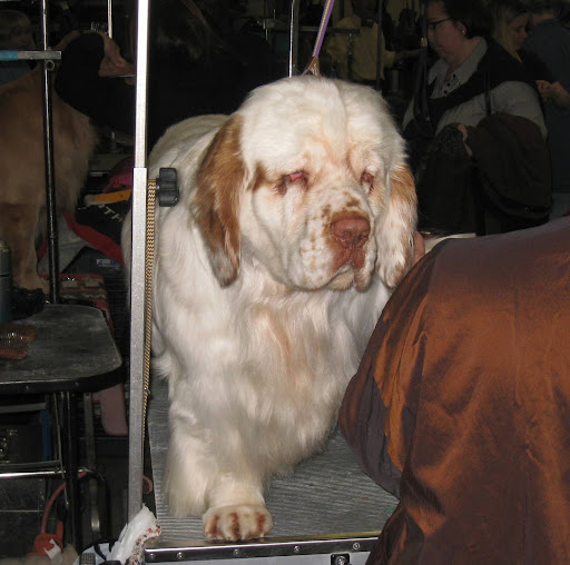 A sleepy looking Clumber Spaniel.