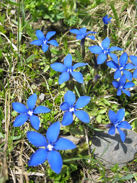 Flowers everywhere