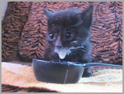 milkface milkface