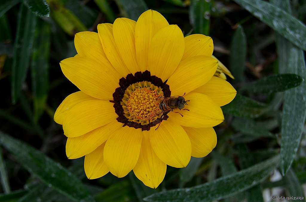 [Gl%25C3%25B3ria%2520Ishizaka%2520-%2520Flor%2520amarela%252027%255B8%255D.jpg]