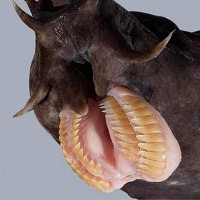 @ 10 curiosidades interessantes que provavelmente você não sabia @ 10 curiosidades interessantes que provavelmente você não sabia