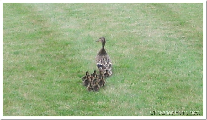 2012-05-12_Baby Ducks 9