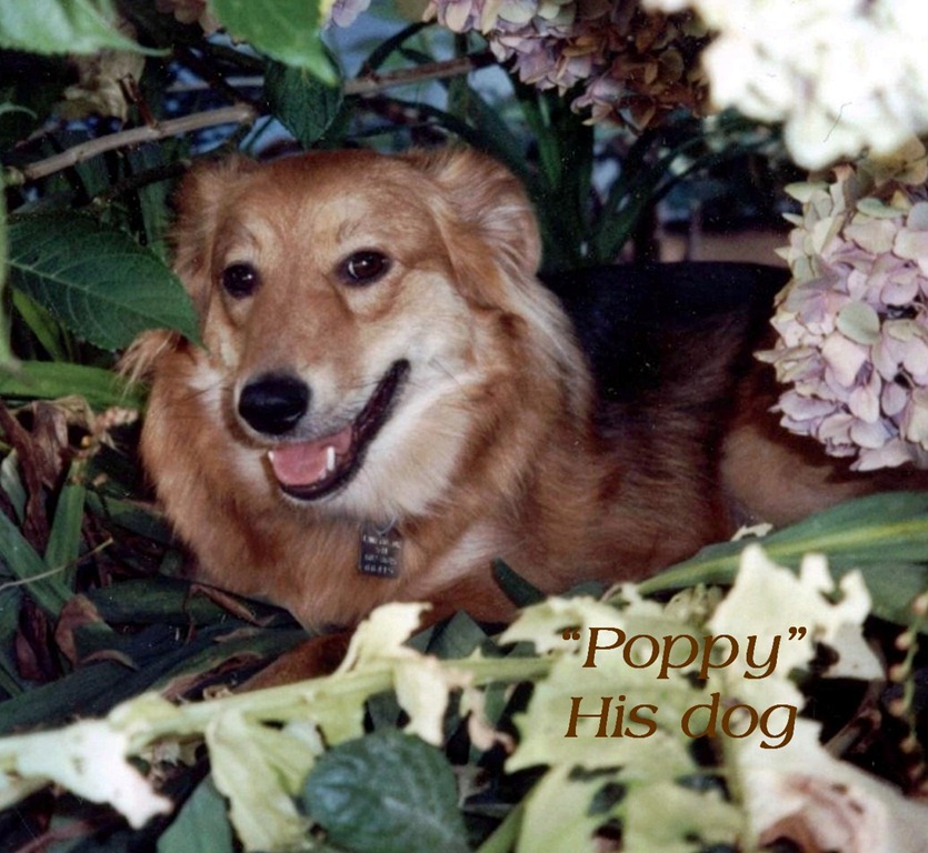 [Copy%2520of%2520poppy3%255B3%255D.jpg]