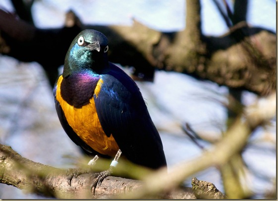Woodland Park Zoo 3