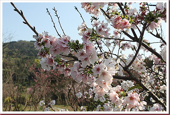 IMG_2205 IMG_2205