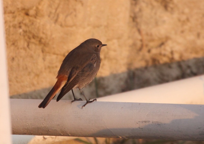 [black_redstart%255B3%255D.jpg]