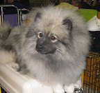 A Keeshond dog -- they're the ultimate furball (no offense, cats).