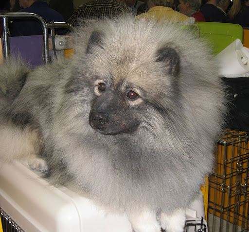 A Keeshond dog -- they're the ultimate furball (no offense, cats).