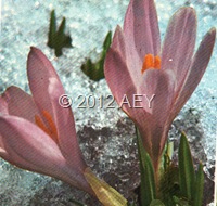 aa137 img136