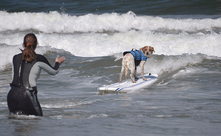 6th-surf-dog-comp3 6th-surf-dog-comp3