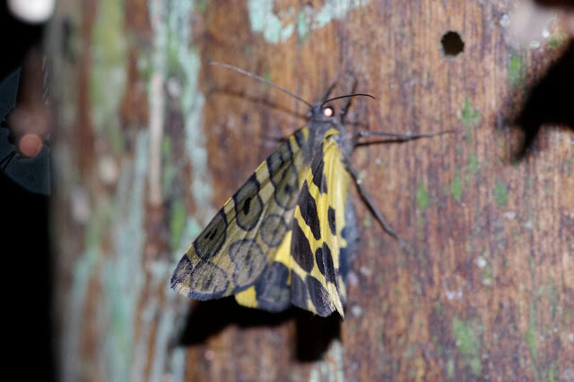 Geometridae : Ennominae : Pantherodes pardalaria (HÜBNER, 1823). Los Cedros, 1400 m, Montagnes de Toisan, Cordillère de La Plata (Imbabura, Équateur), 18 novembre 2013. Photo : J.-M. Gayman