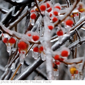'Frozen Red Berries' photo (c) 2008, Otto Phokus - license: http://creativecommons.org/licenses/by-sa/2.0/