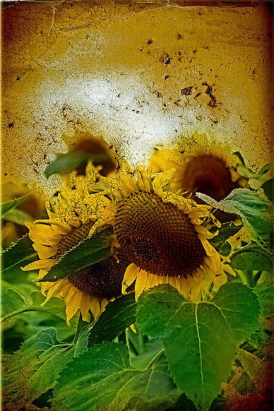 Girasol Girasol