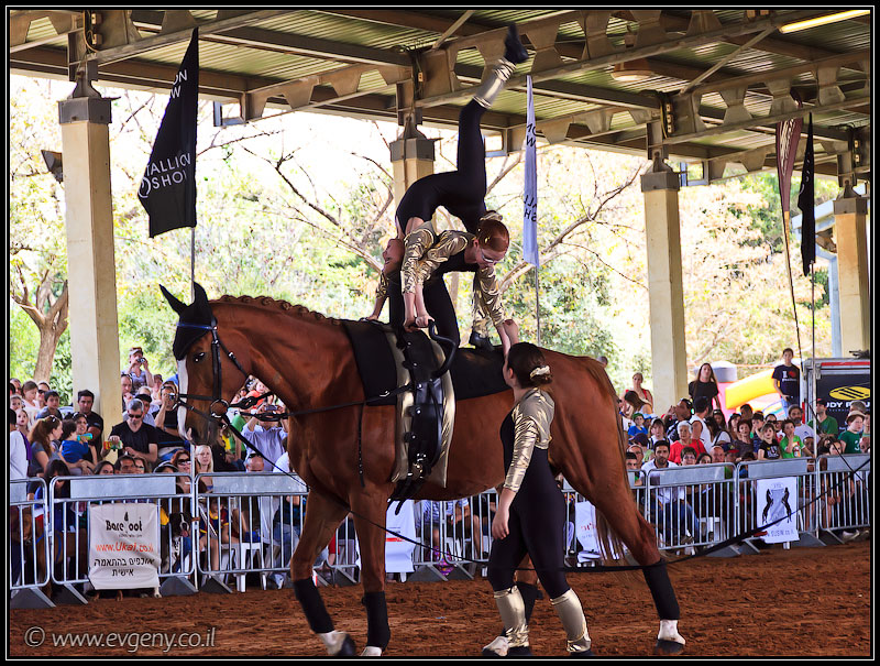 il/Фото: Stallion Show 2011 (20110416 stllion show 023 2051)