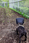 Look what else is growing like crazy!  Asparagus!