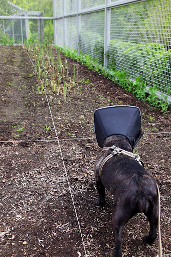 Look what else is growing like crazy!  Asparagus!