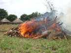Burning off stumps, branches and rubbish