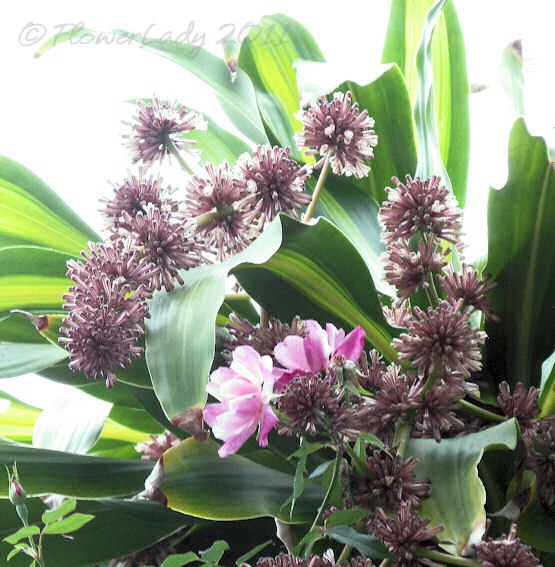 [12-02-dracena-fragrans%255B5%255D.jpg]