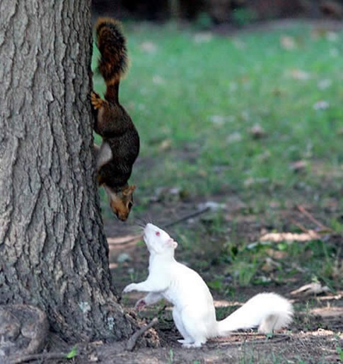 Albino Squirrels