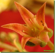 Graptoveria Silver Star fiore