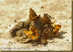 Butterfly's nutrient_ROT2243West Virginia  NIKON D3S May 07, 2011