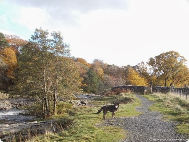 near low force. quite pretty trees... near low force. quite pretty trees...