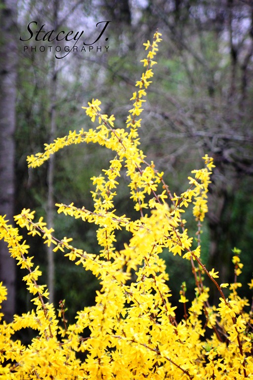 [Forsythias%2520003%255B4%255D.jpg]