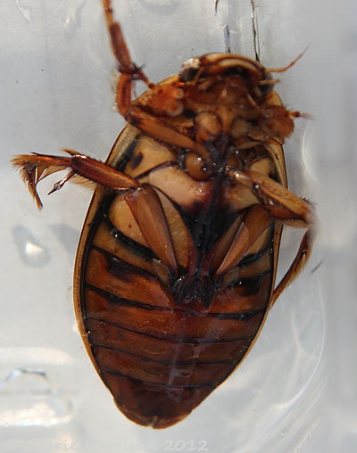 [diving-beetle-2%255B2%255D.jpg]