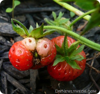 funny-strawberry