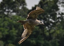 DSC_1887.JPG