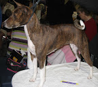 Basenji