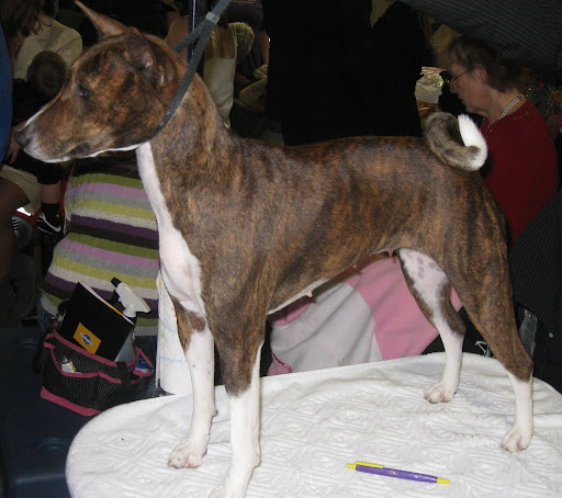 Basenji