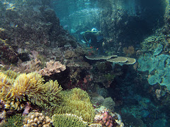 Pengah Kecil , Komodo National Park Pengah Kecil , Komodo National Park