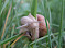 snail-2-2.jpg