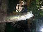 A cool fish at the Shark Reef Aquarium at Mandalay Bay.