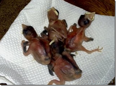 [House%2520sparrow%2520hatchlings%255B7%255D%255B2%255D.png]
