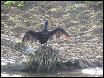 b Cormorant drying wings