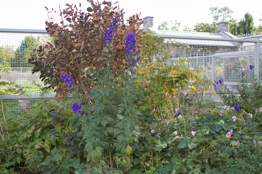 Now let's talk about something not so welcoming - Aconitum, more commonly known as monkshood. Gardeners love growing this perennial because of its regal blue spires that bloom in the cool early autumn. Now let's talk about something not so welcoming - Aconitum, more commonly known as monkshood. Gardeners love growing this perennial because of its regal blue spires that bloom in the cool early autumn.