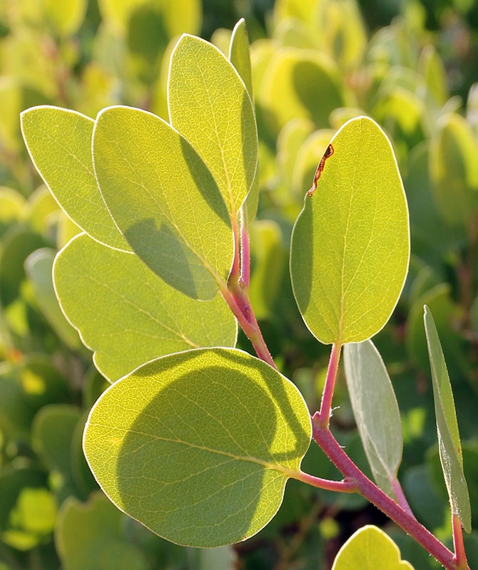 [111226_Arctostaphylos-patula_26%255B6%255D.jpg]