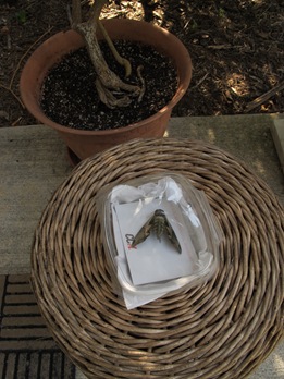 Pandorus sphinx moth in a box