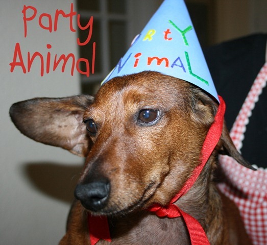 party animal 014 party animal 014
